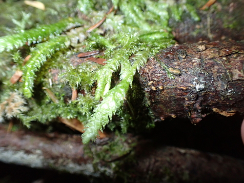 Plagiothecium undulatum observed 2026-10-27