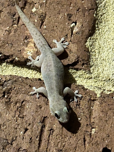 Lepidodactylus observed 2026-10-28