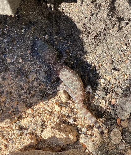Gekko observed 2026-10-28
