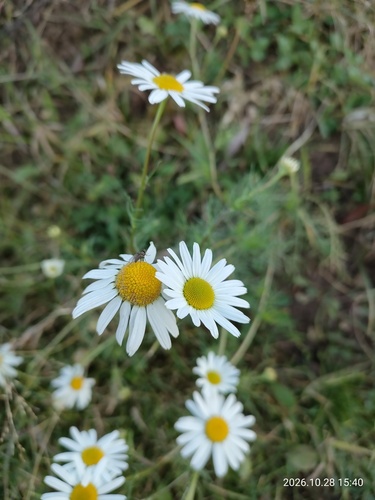 Chrysanthemum observed 2026-10-28