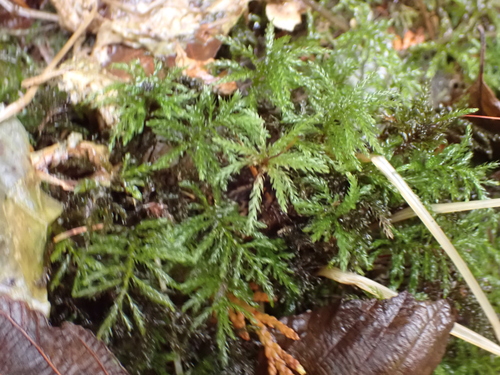 Leucolepis acanthoneura observed 2026-10-27