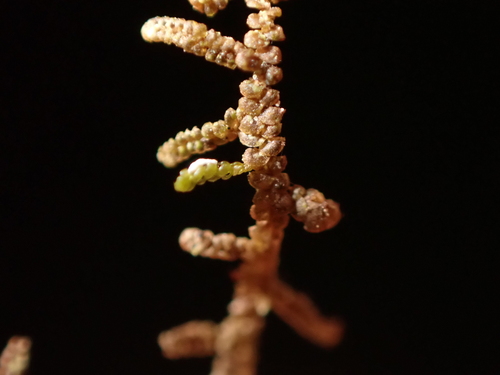 Frullania observed 2026-10-27