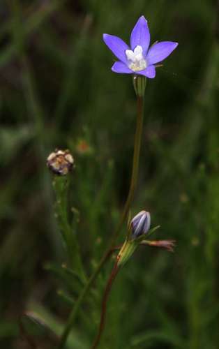 Tadgell's Bluebell (Wahlenbergia multicaulis)