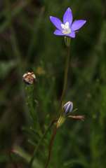 Wahlenbergia multicaulis