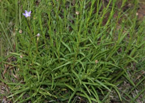 Image of Wahlenbergia multicaulis by (c) Russell Best, some rights reserved (CC BY)