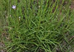 Wahlenbergia multicaulis
