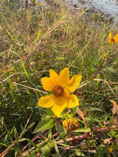Bidens laevis observed 2026-10-26