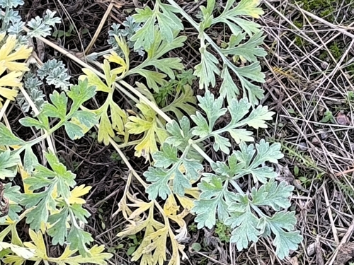 Artemisia observed 2026-10-28