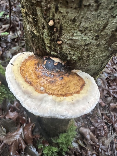 Fomitopsis pinicola observed 2026-10-28