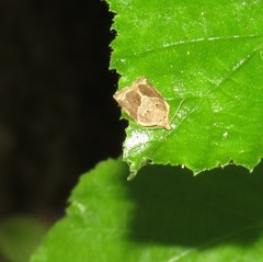 Clepsis dumicolana