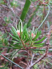 Darwinia procera