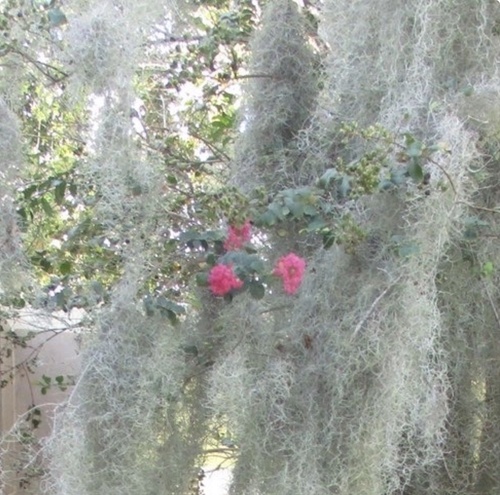 Tillandsia usneoides observed 2026-10-28