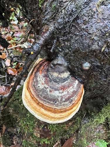 Fomitopsis pinicola observed 2026-10-28