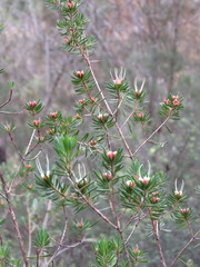 Darwinia procera