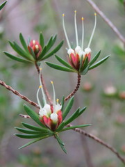 Darwinia procera