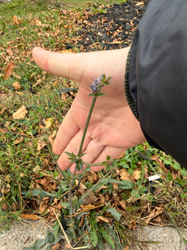 Cichorium intybus observed 2026-10-28