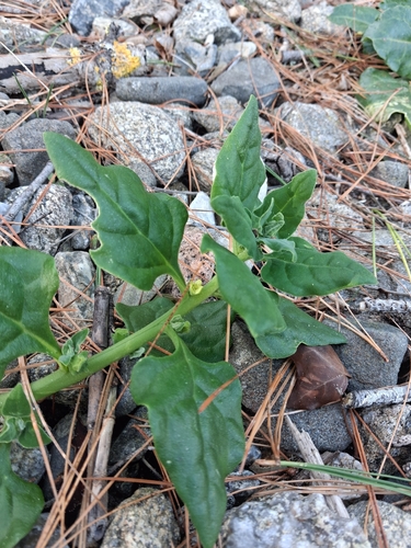 Tetragonia tetragonoides observed 2026-10-28