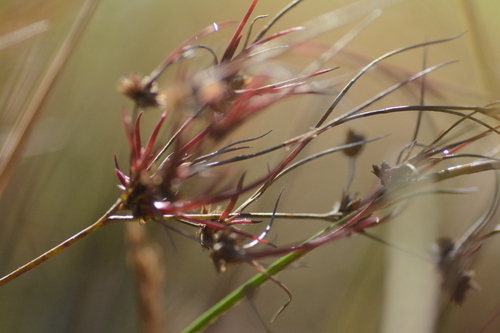 Juncus acuminatus observed 2026-10-27