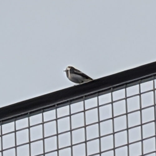 Motacilla alba observed 2026-10-28