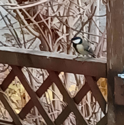 Parus major observed 2026-10-28