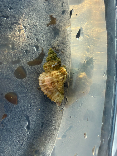Ocenebra erinacea observed 2026-10-16