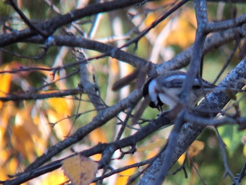 Poecile atricapillus observed 2026-10-28