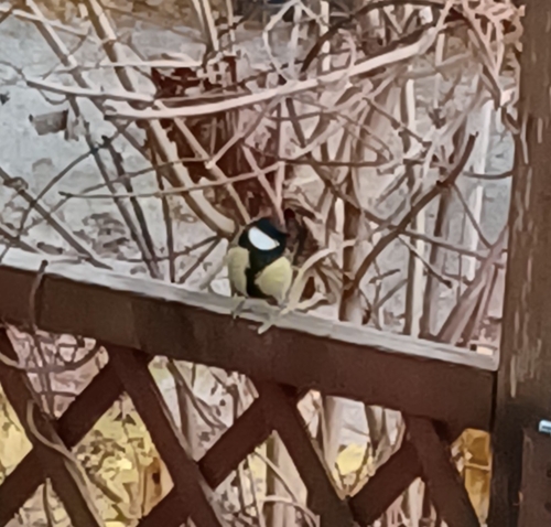 Parus major observed 2026-10-28