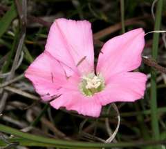 Convolvulus angustissimus