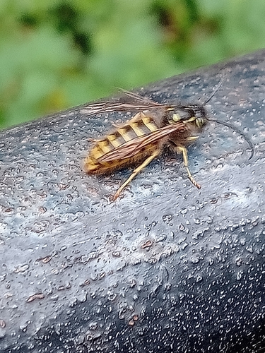 Vespula vulgaris, 2026-10-28