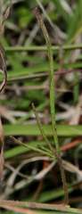 Convolvulus angustissimus