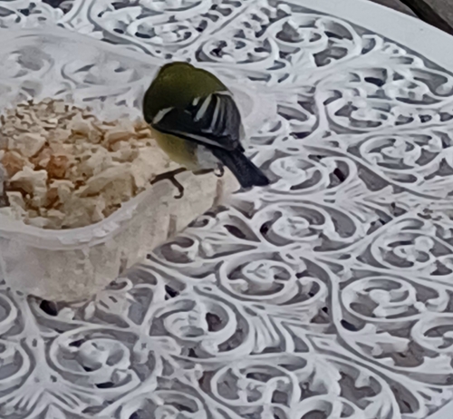 Parus major observed 2026-10-28