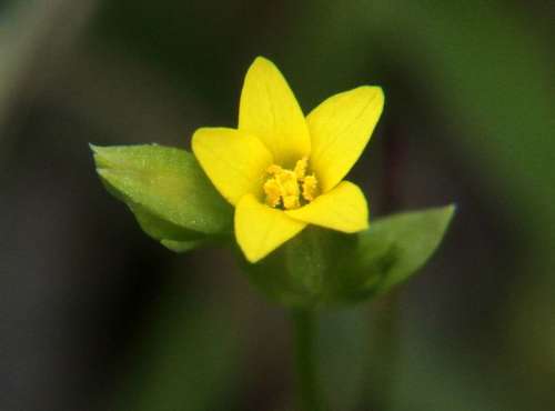 Sebaea ovata