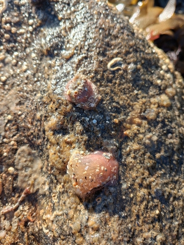Anthopleura observed 2026-10-28