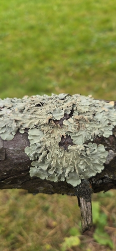 Parmotrema observed 2026-10-28