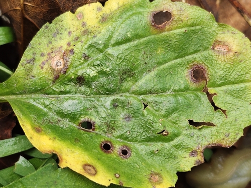 Septoria observed 2026-10-28