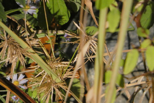 Cyperus strigosus observed 2026-10-25