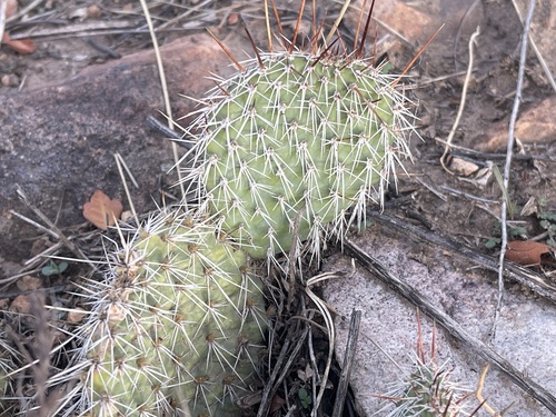 Opuntia polyacantha observed 2026-10-28