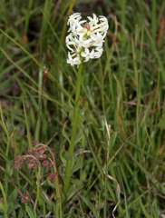 Stackhousia subterranea