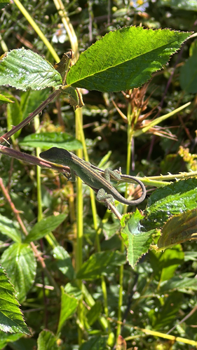 Anolis carolinensis observed 2026-10-28