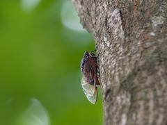 Cryptotympana mandarina