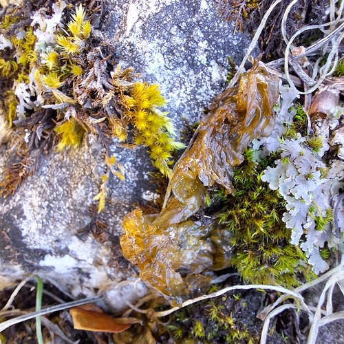 Nostoc commune observed 2026-10-28