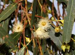 Eucalyptus leucoxylon connata