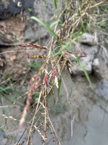 Sorghum halepense observed 2026-10-28