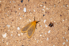 Symmetrodes sciocosma