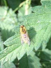 Thereva aurata