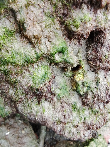 Enteromorpha observed 2026-10-28