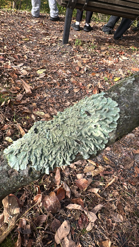 Parmotrema observed 2026-10-28