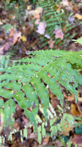 Asplenium observed 2026-10-28