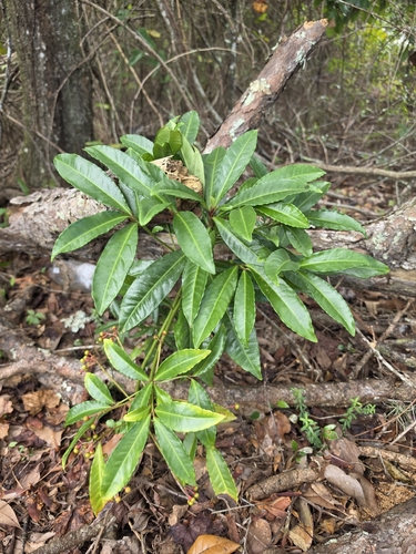 Ardisia observed 2026-10-28