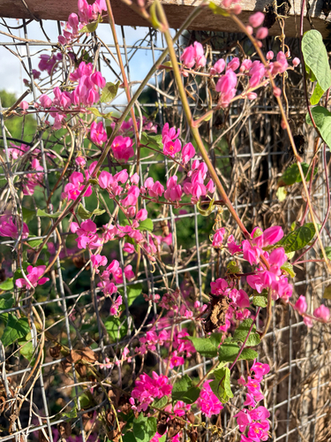 Antigonon leptopus observed 2026-10-27